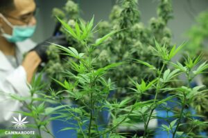 Was ist Cannabis? Alles, was Sie wissen müssen