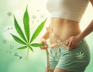 Hilft Cannabis wirklich beim Abnehmen?