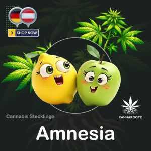 Amnesia Cannabis Stecklinge