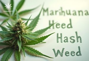 Die Welt der Cannabis-Terminologie: Von Marihuana bis Weed