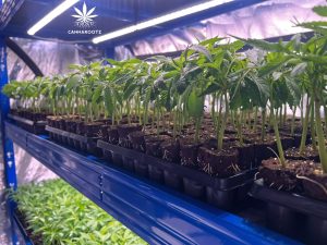 Cannabis-Stecklinge richtig pflegen: Tipps für die erste Woche