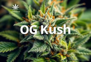 Alles über OG Kush: Eine der beliebtesten Cannabissorten der Welt