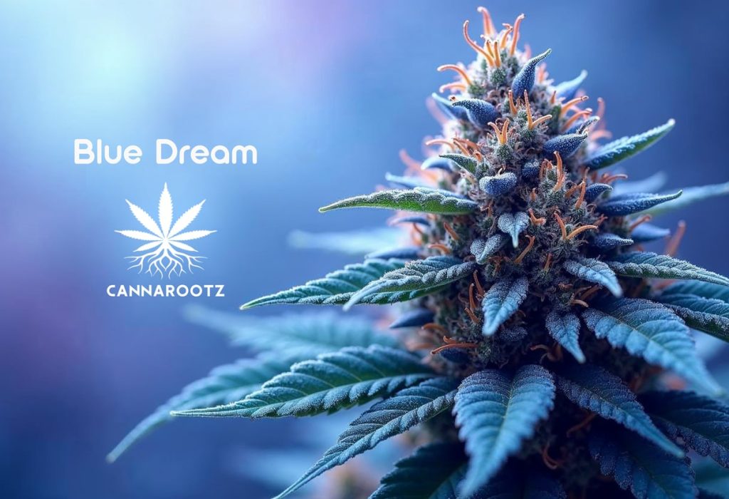Blue Dream: Alles über die beliebteste Cannabis-Sorte